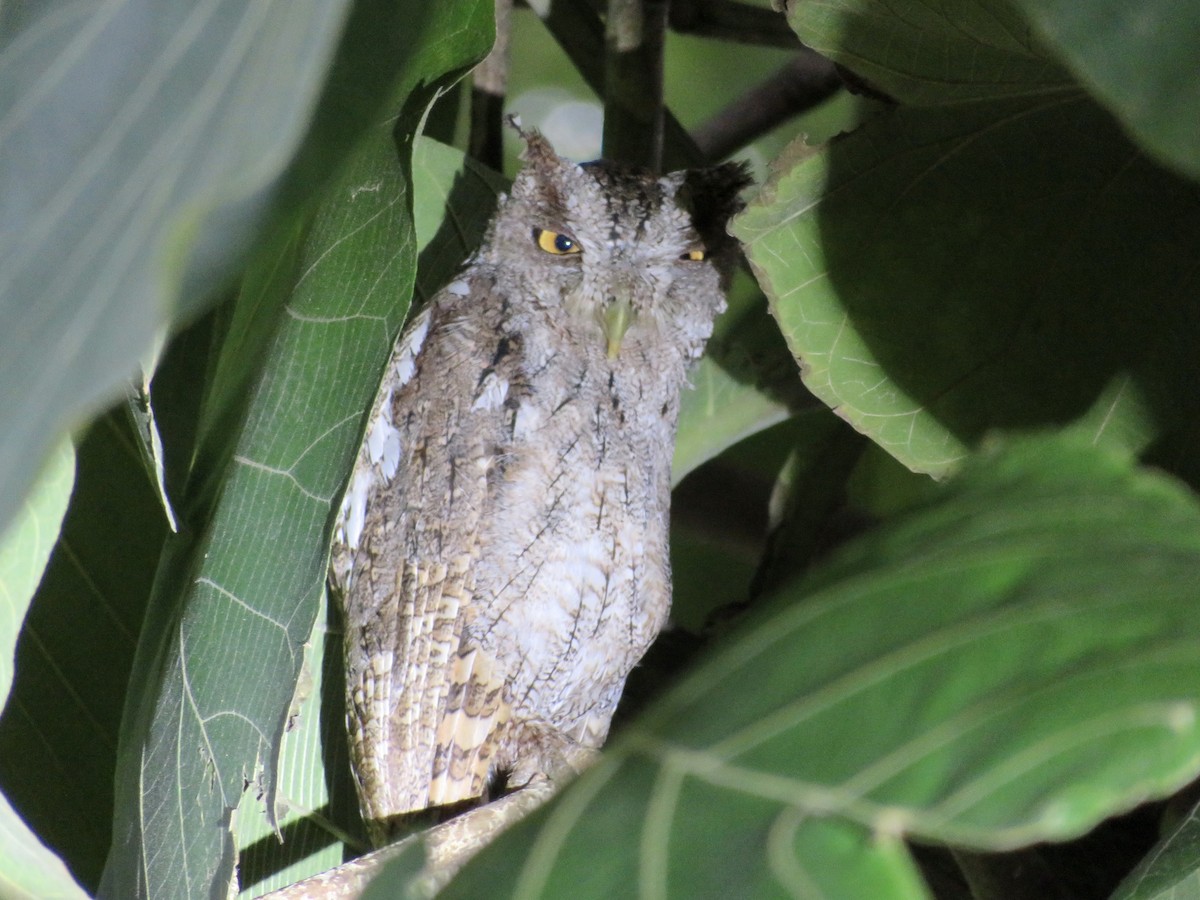 Pacific Screech-Owl - ML640551808