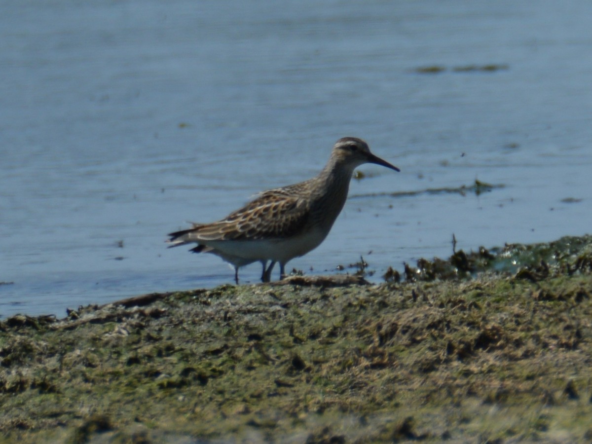 Pectoral Sandpiper - ML640551853