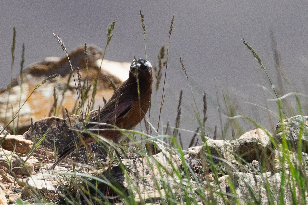 Gray-crowned Rosy-Finch (Gray-crowned) - ML640551873