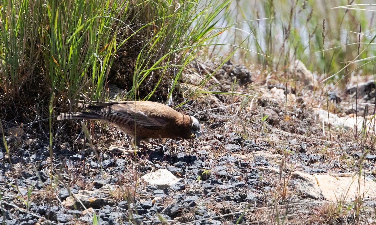 Gray-crowned Rosy-Finch (Gray-crowned) - ML640551877