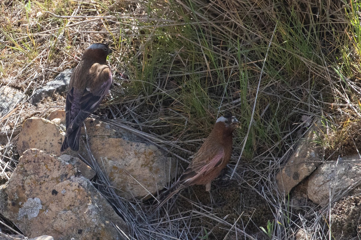 Gray-crowned Rosy-Finch (Gray-crowned) - ML640551878