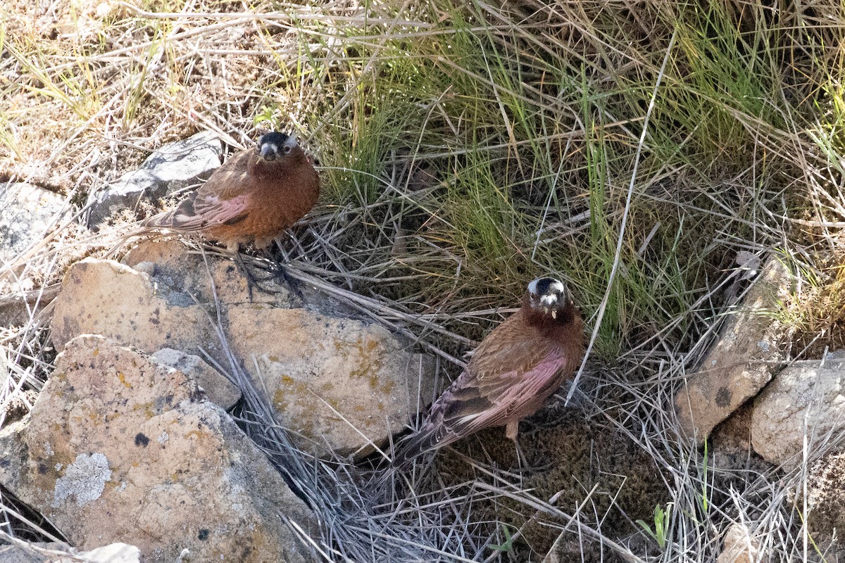 Gray-crowned Rosy-Finch (Gray-crowned) - ML640551879