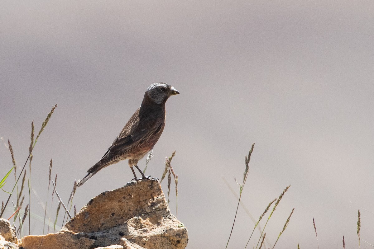Gray-crowned Rosy-Finch (Hepburn's) - ML640551883