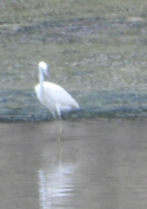 Garceta Azul - ML640551892