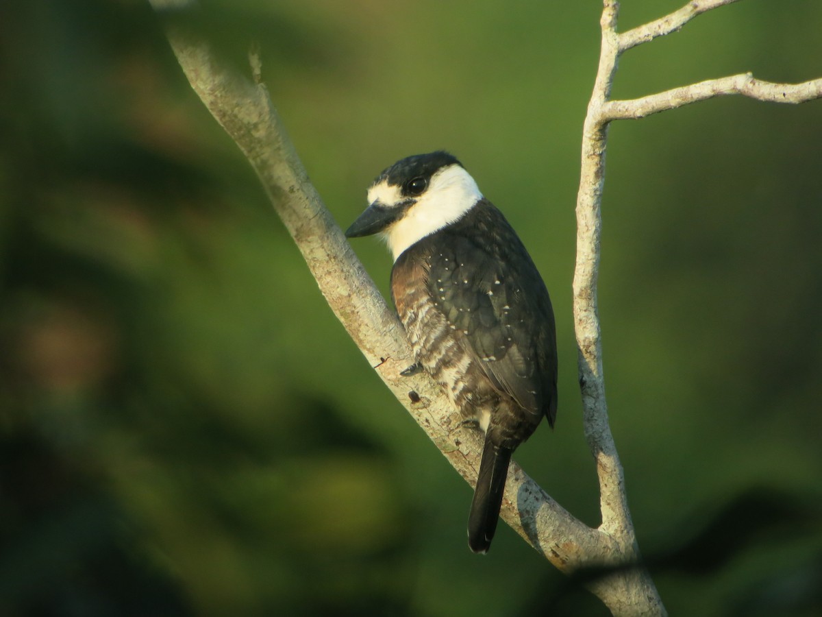 Brown-banded Puffbird - ML640551915