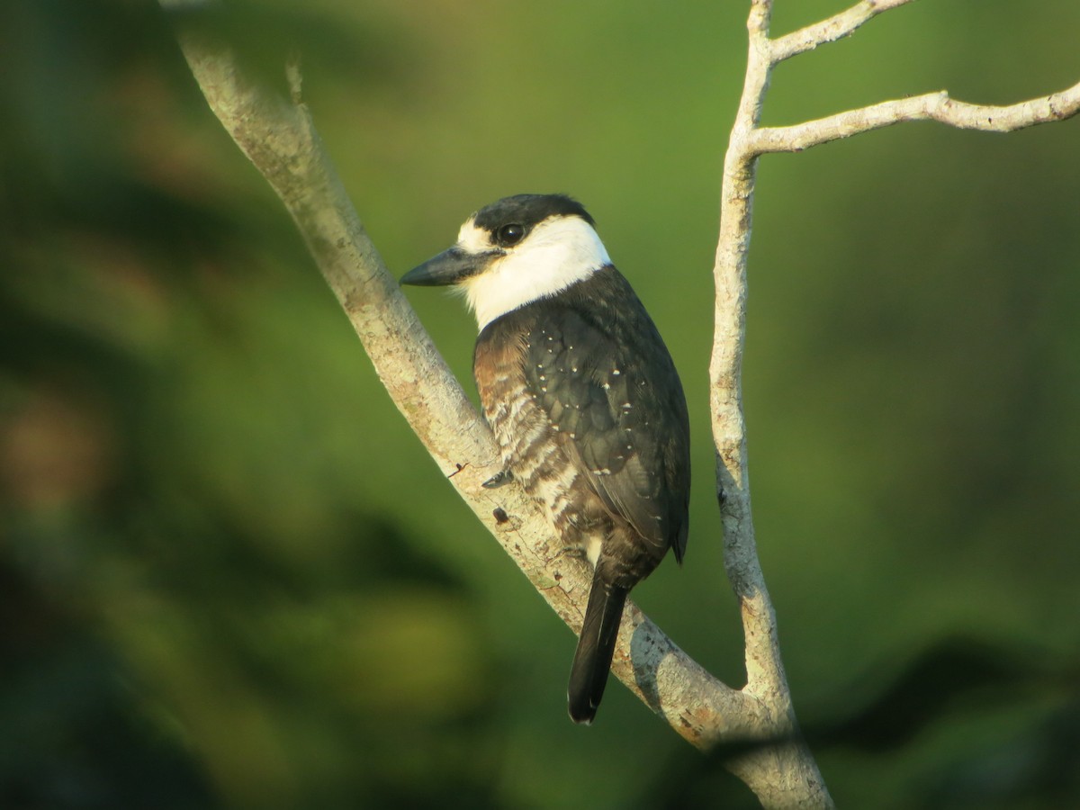 Brown-banded Puffbird - ML640551916