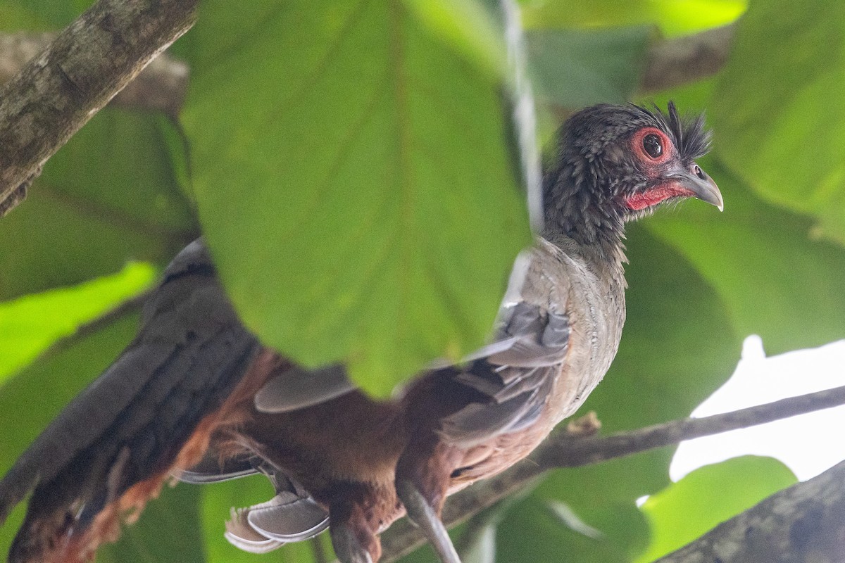 Rufous-bellied Chachalaca - ML640551926