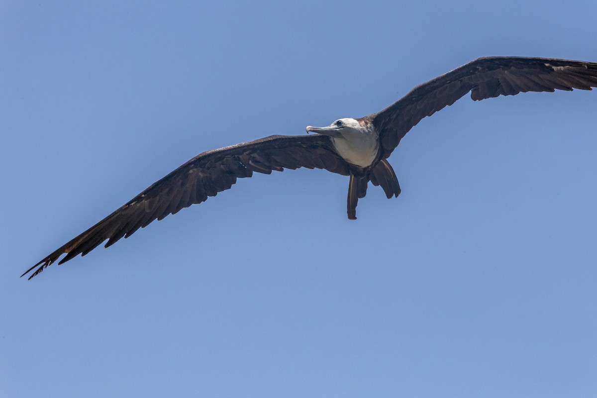 Magnificent Frigatebird - ML640551927