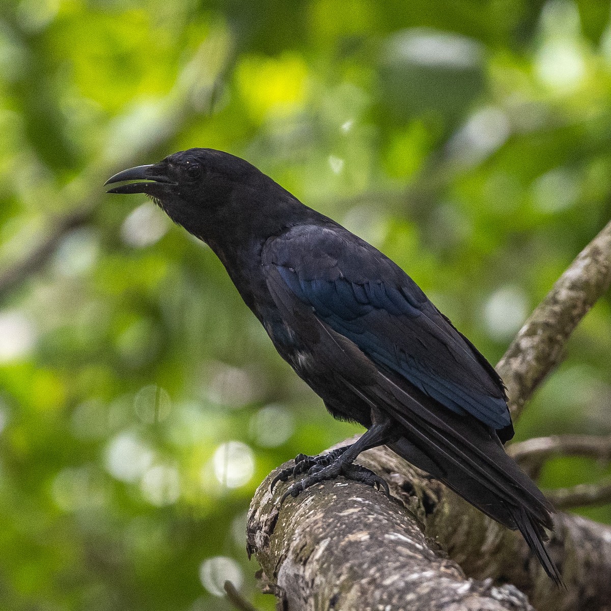 Sinaloa Crow - ML640551929