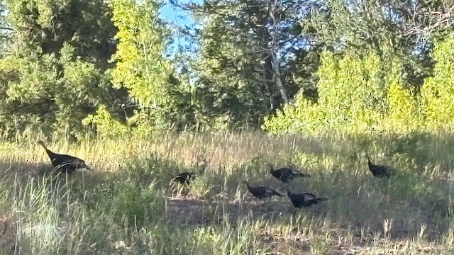 Wild Turkey - ML640551953