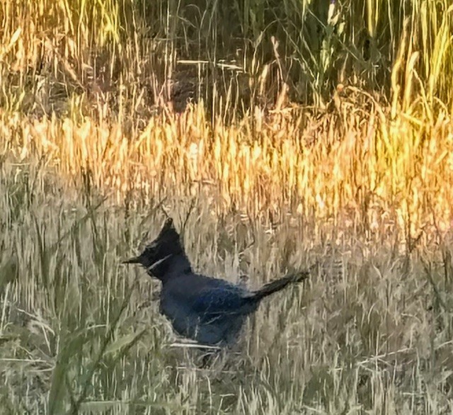 Steller's Jay - ML640551959