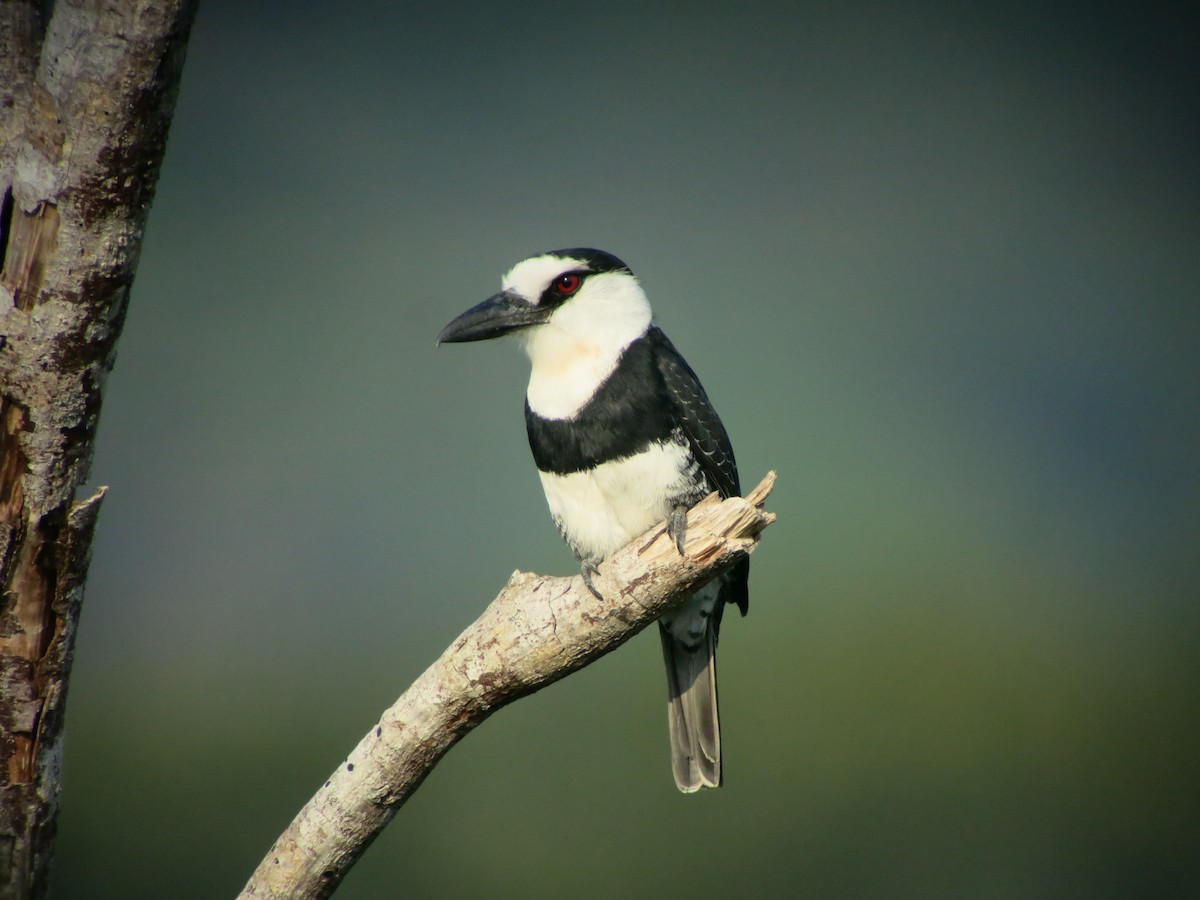 White-necked Puffbird - ML640552006