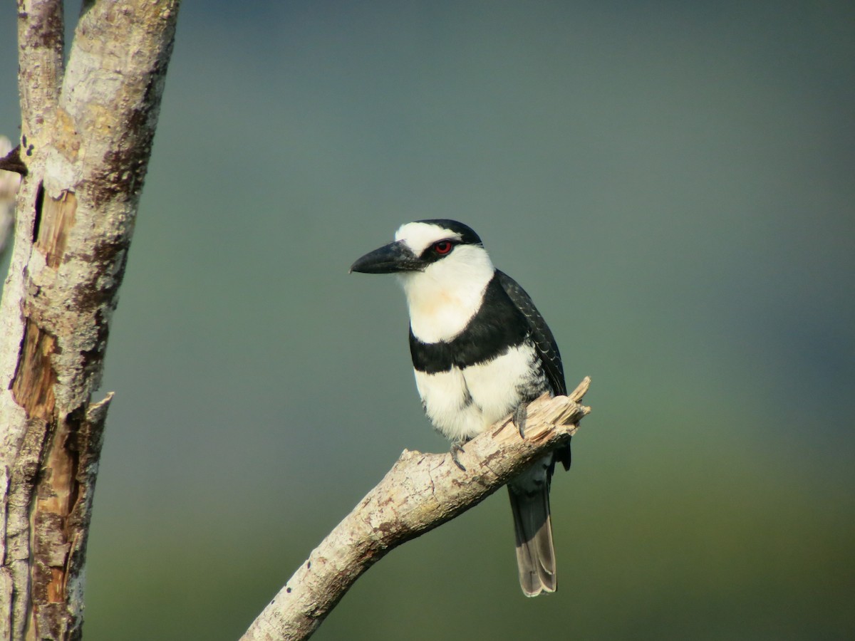White-necked Puffbird - ML640552007