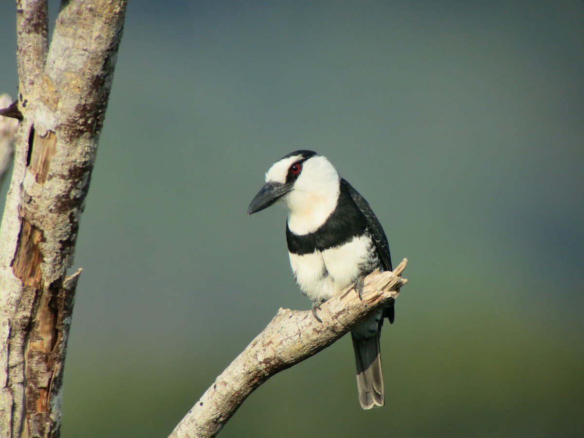 White-necked Puffbird - ML640552008