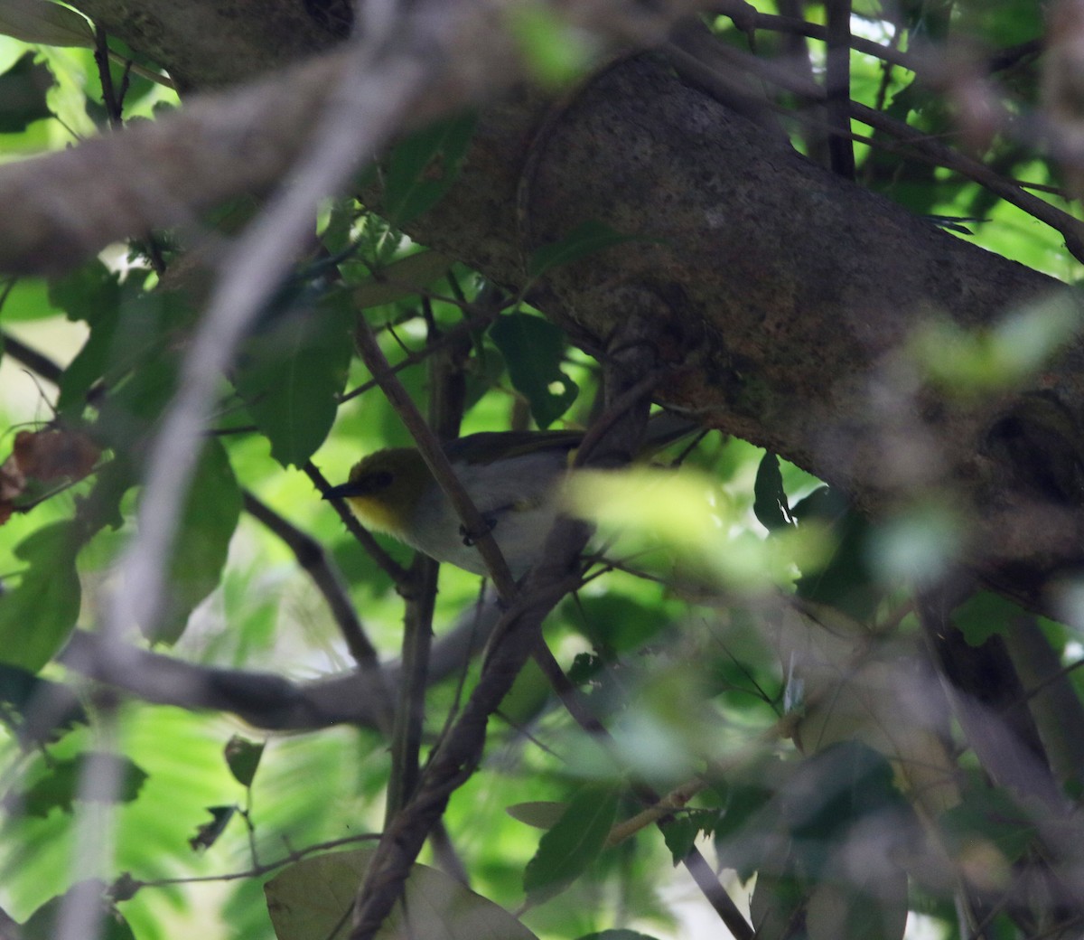 Yellow-throated Bulbul - ML640552034
