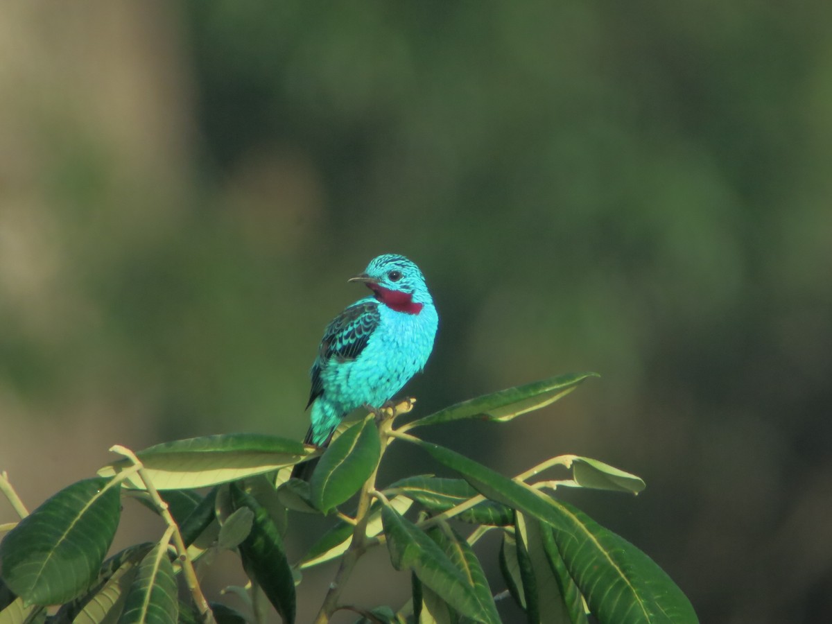 Spangled Cotinga - ML640552040