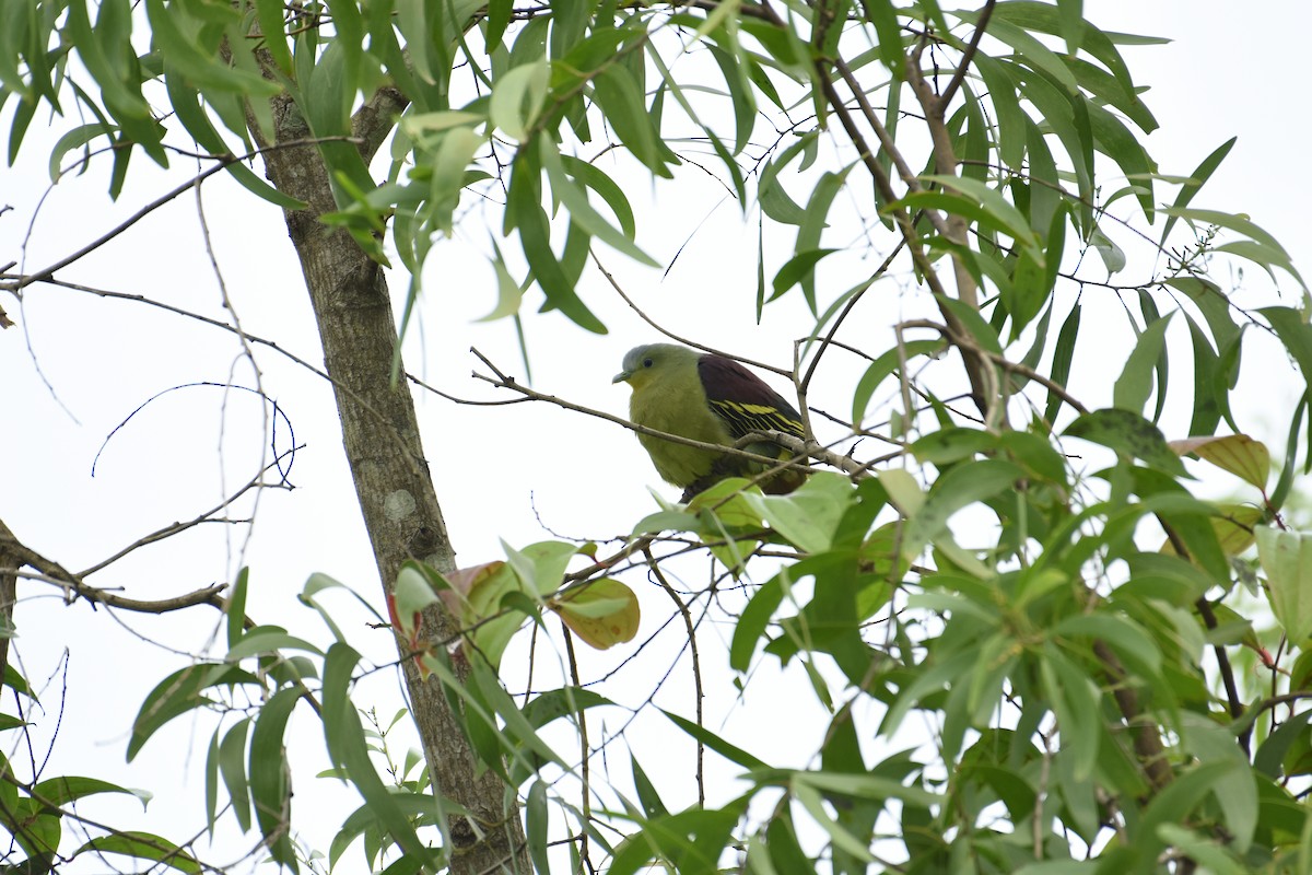 Gray-fronted Green-Pigeon - ML640552060