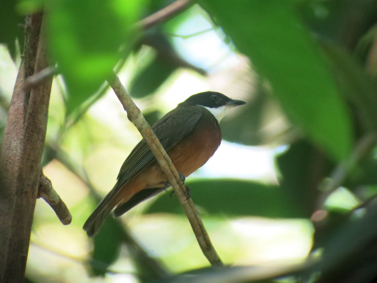 Flame-crowned Manakin - ML640552064