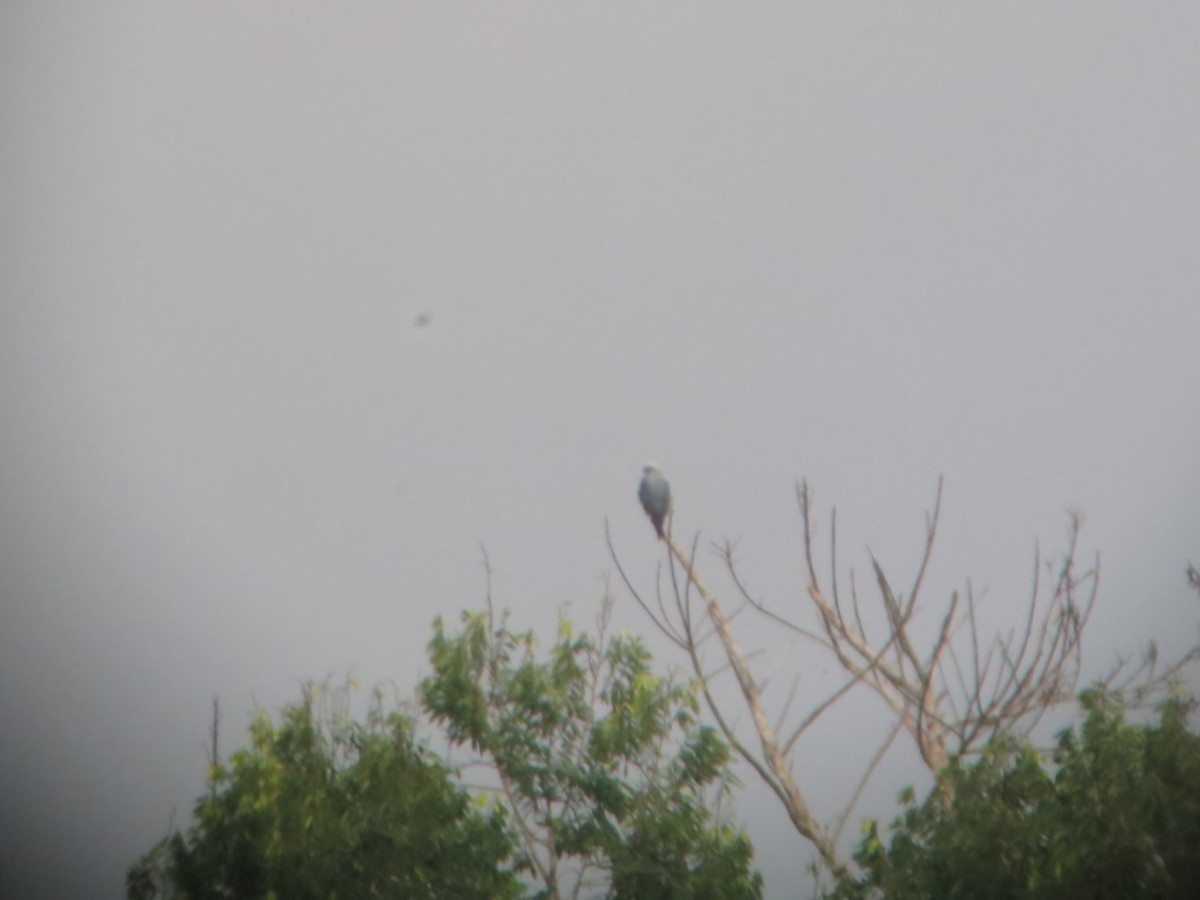 Mississippi Kite - ML640552080