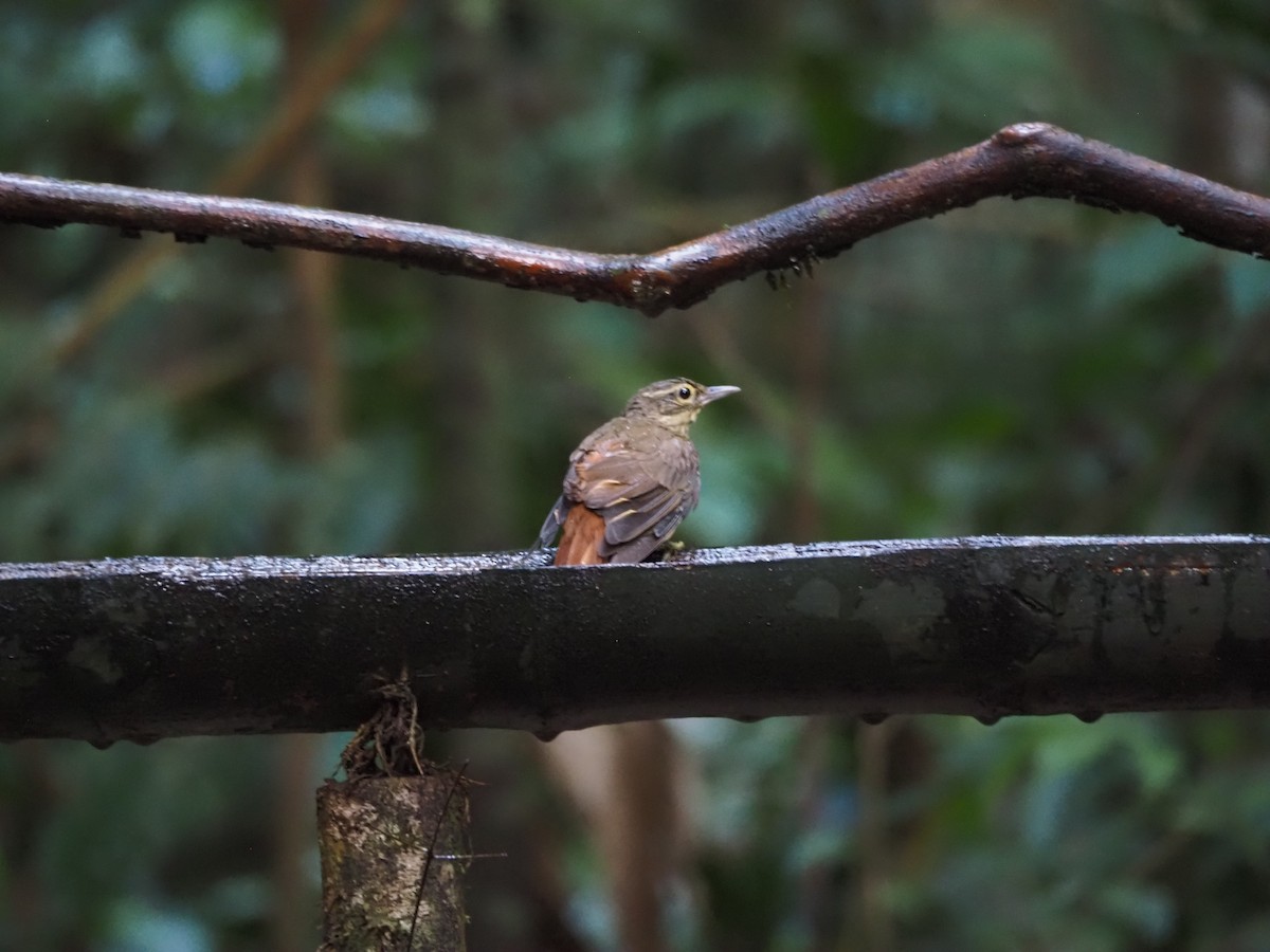 Ochre-throated Foliage-gleaner - ML640552146