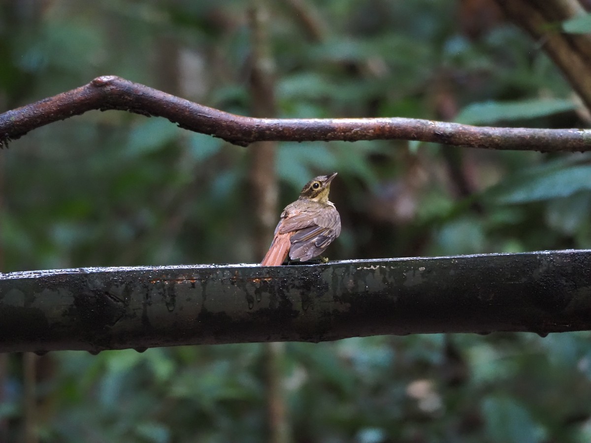 Ochre-throated Foliage-gleaner - ML640552150