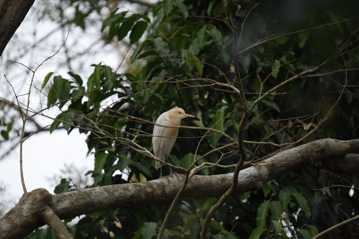 アマサギ - ML640552154