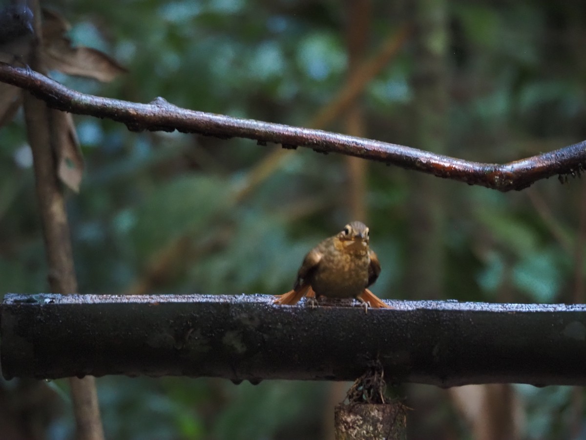 Ochre-throated Foliage-gleaner - ML640552182