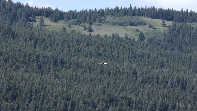 Bald Eagle - ML640552185