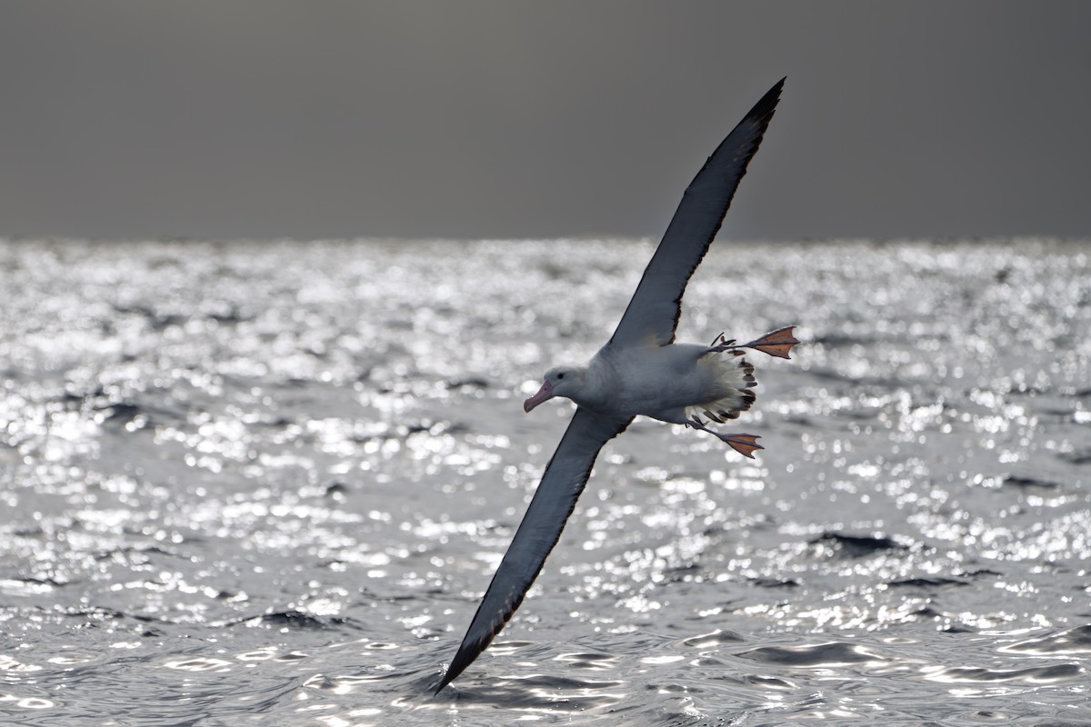 Antipodean Albatross (Gibson's) - ML640552196