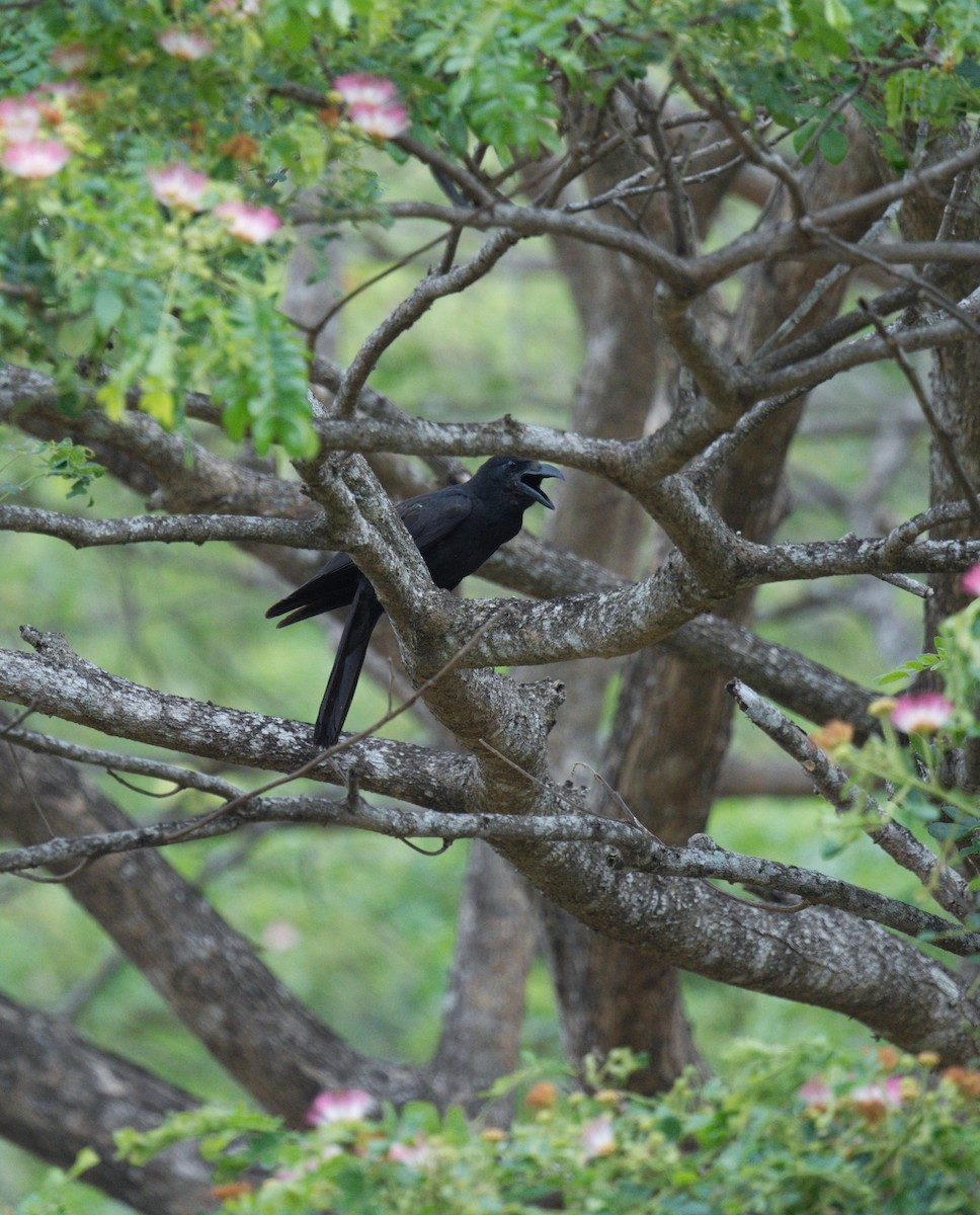 crow sp. - ML640552197