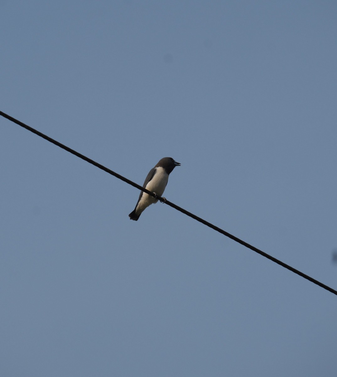 モリツバメ - ML640552259