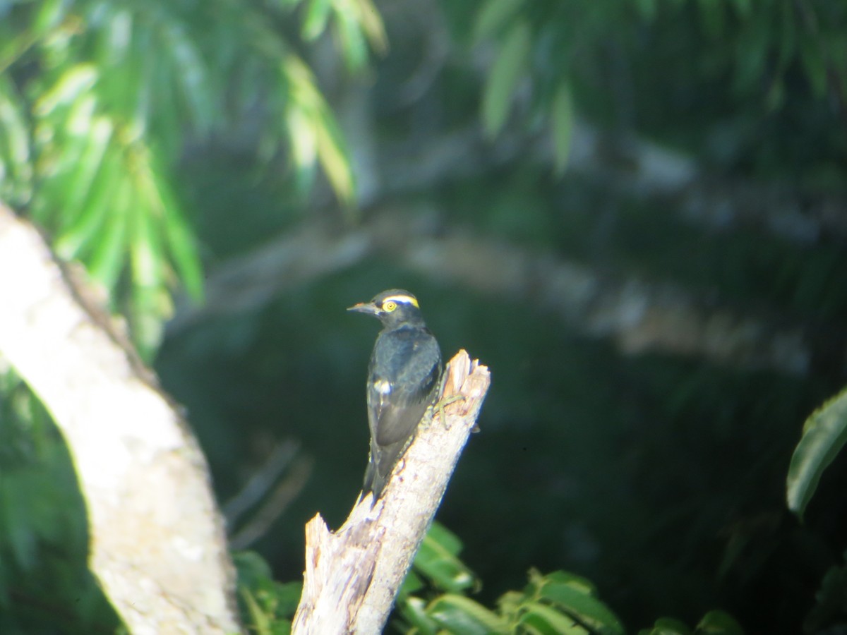 Yellow-tufted Woodpecker - ML640552265