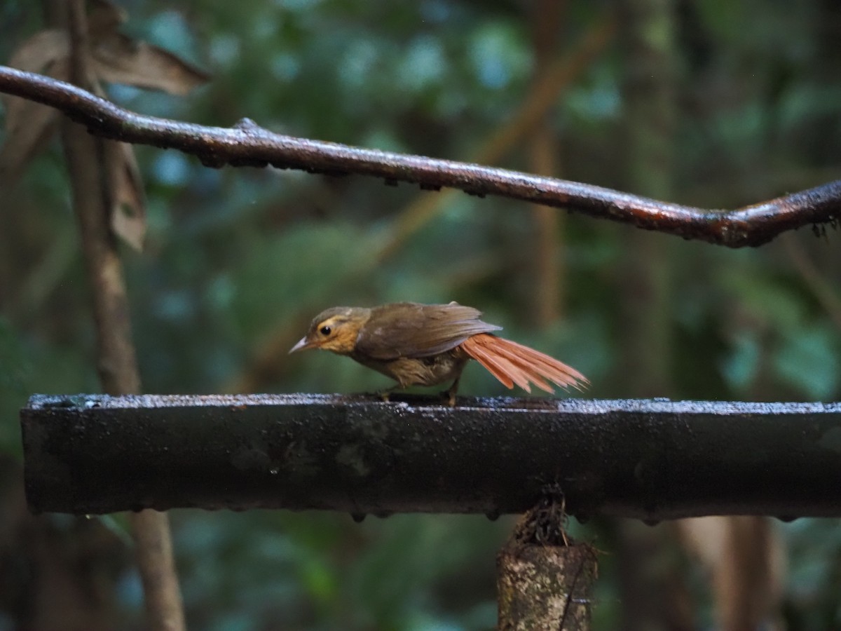 Ochre-throated Foliage-gleaner - ML640552270