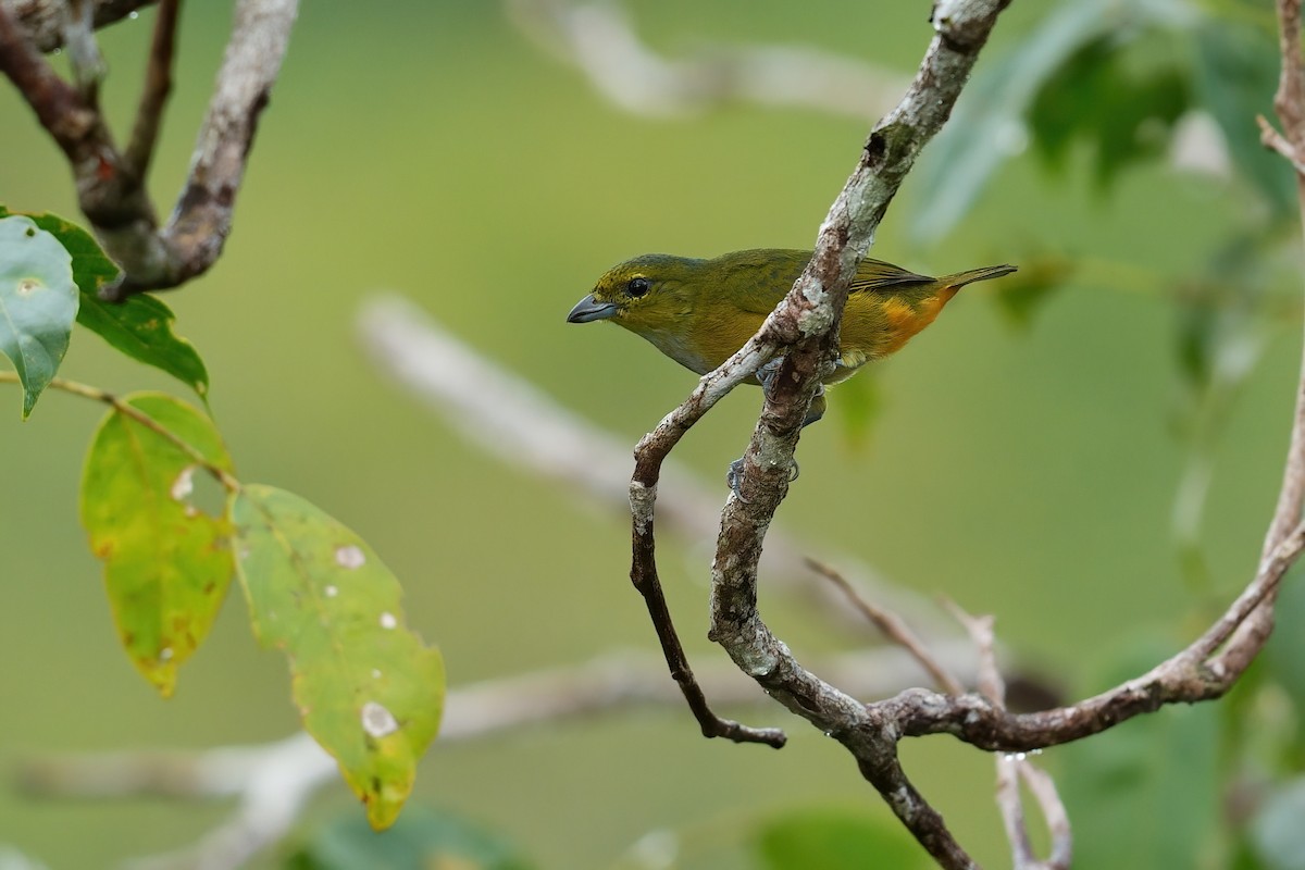 Rufous-bellied Euphonia - ML640552282