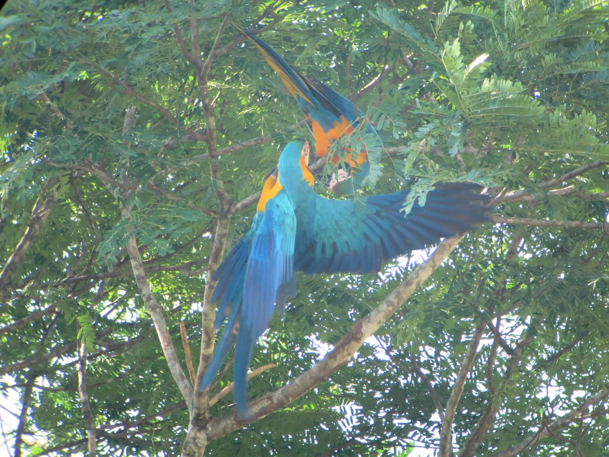 Blue-and-yellow Macaw - ML640552291