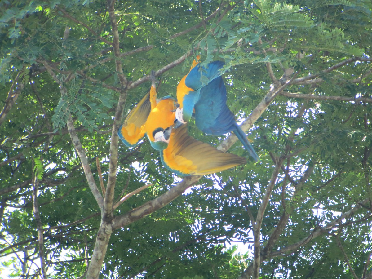 Blue-and-yellow Macaw - ML640552293