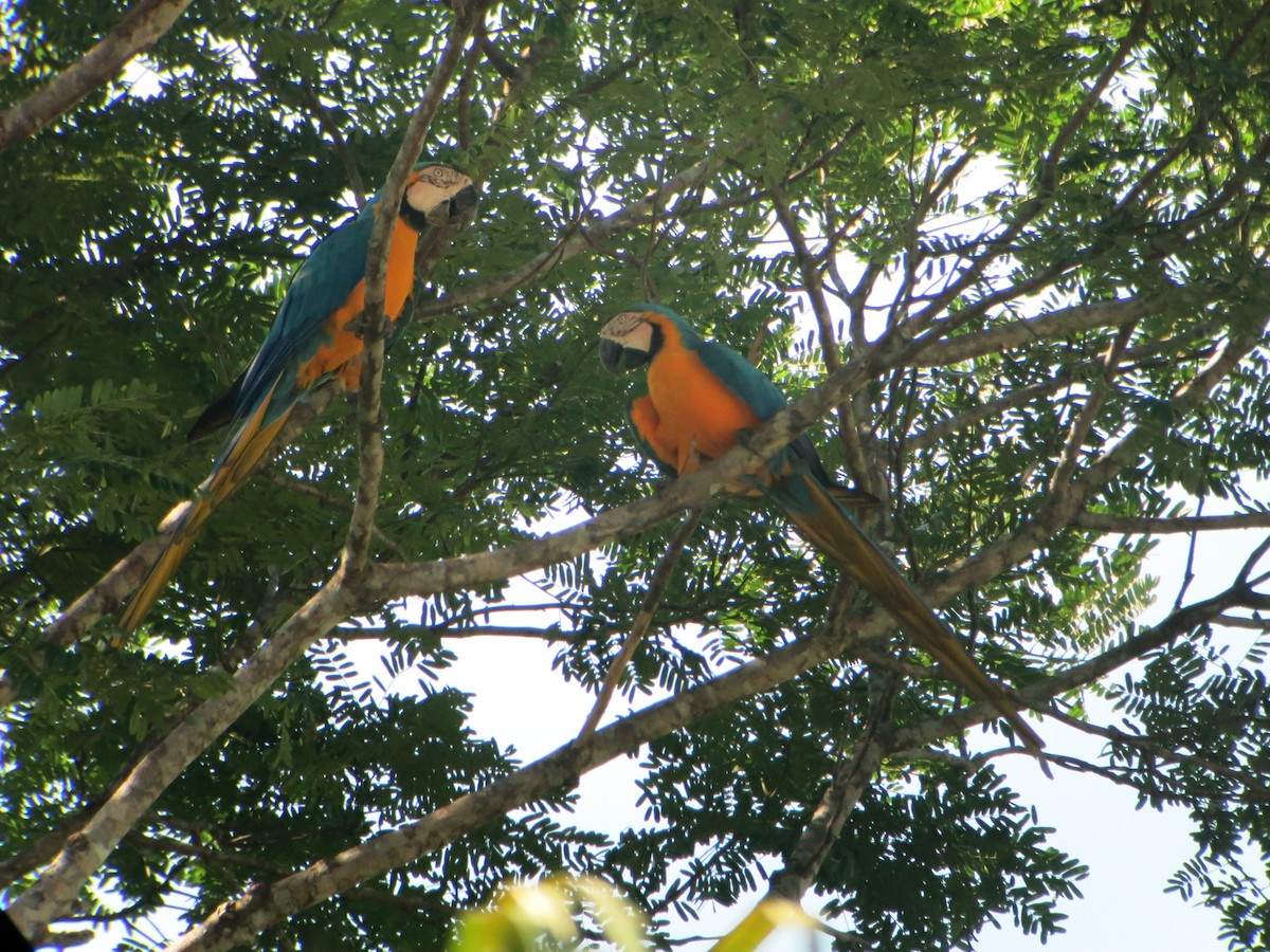 Blue-and-yellow Macaw - ML640552294