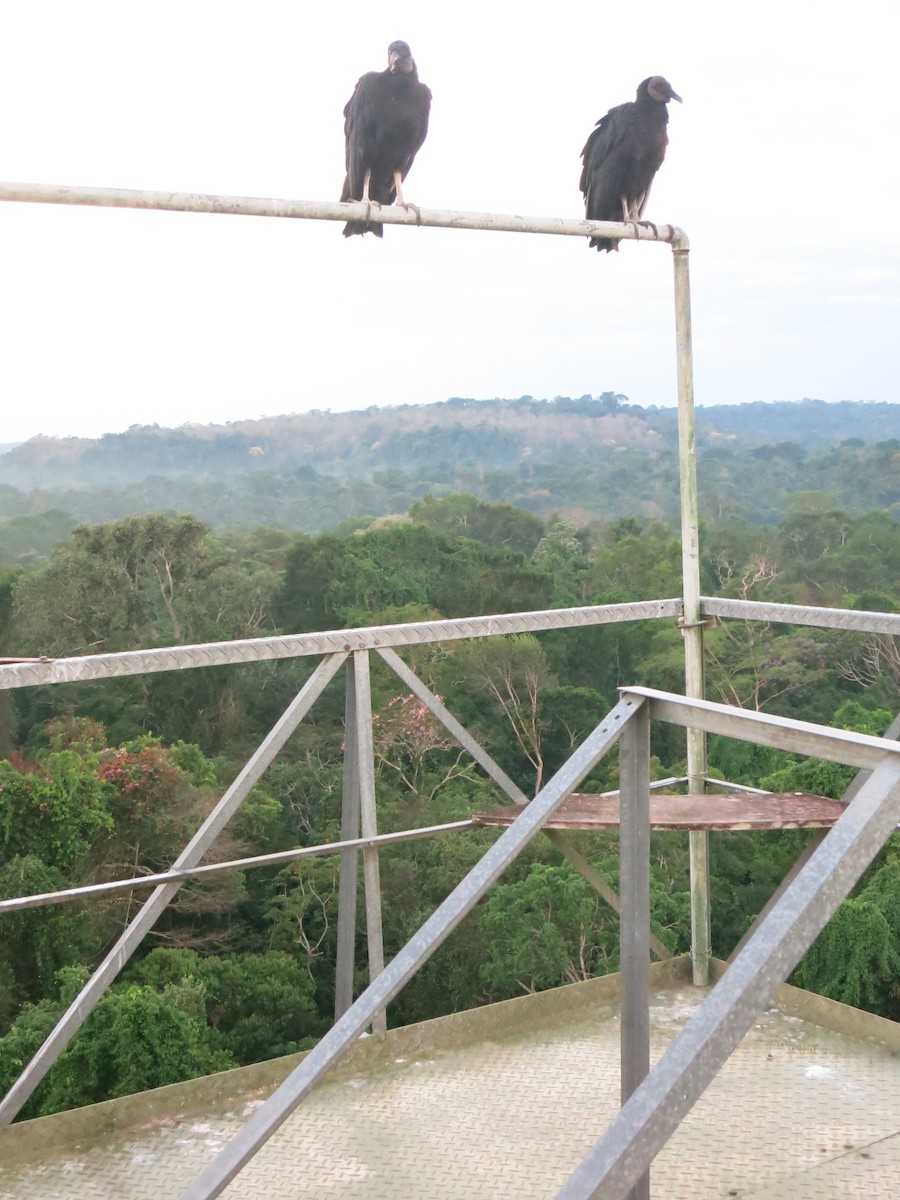 Black Vulture - ML640552306