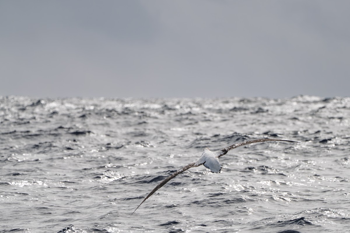 Antipodean Albatross (Gibson's) - ML640552333
