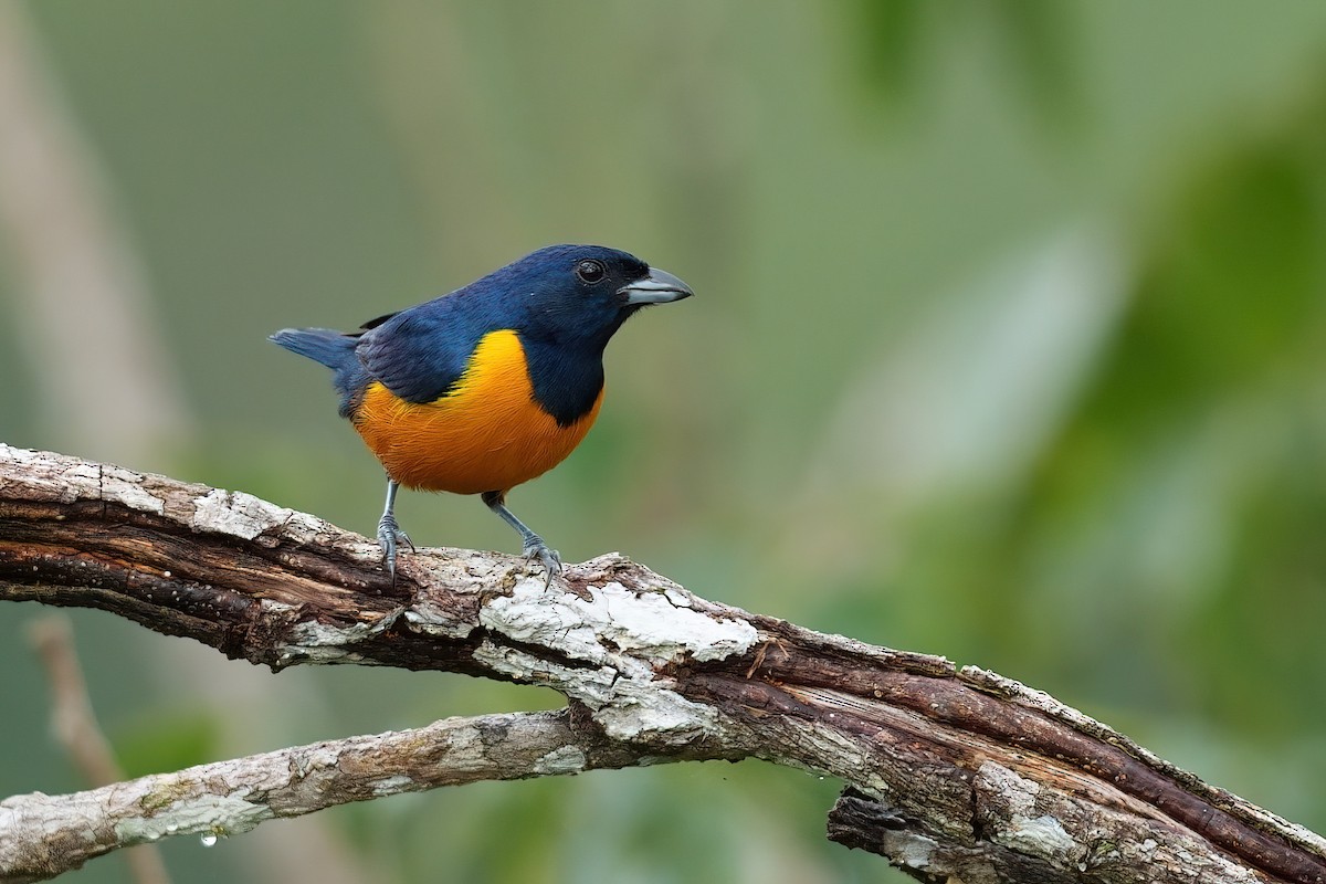 Rufous-bellied Euphonia - ML640552363