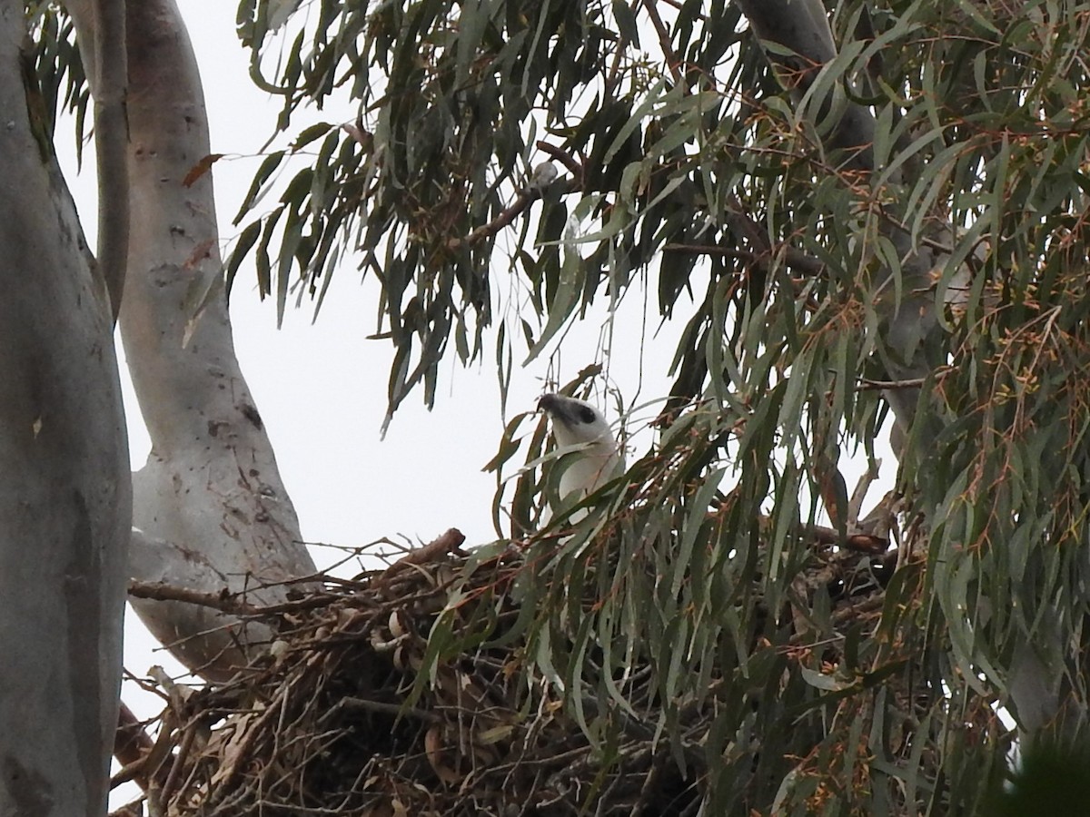 White-bellied Sea-Eagle - ML640552465