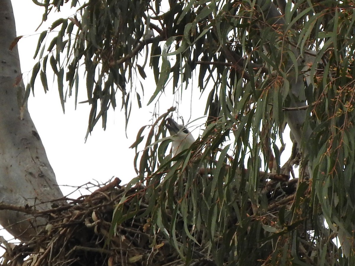White-bellied Sea-Eagle - ML640552473