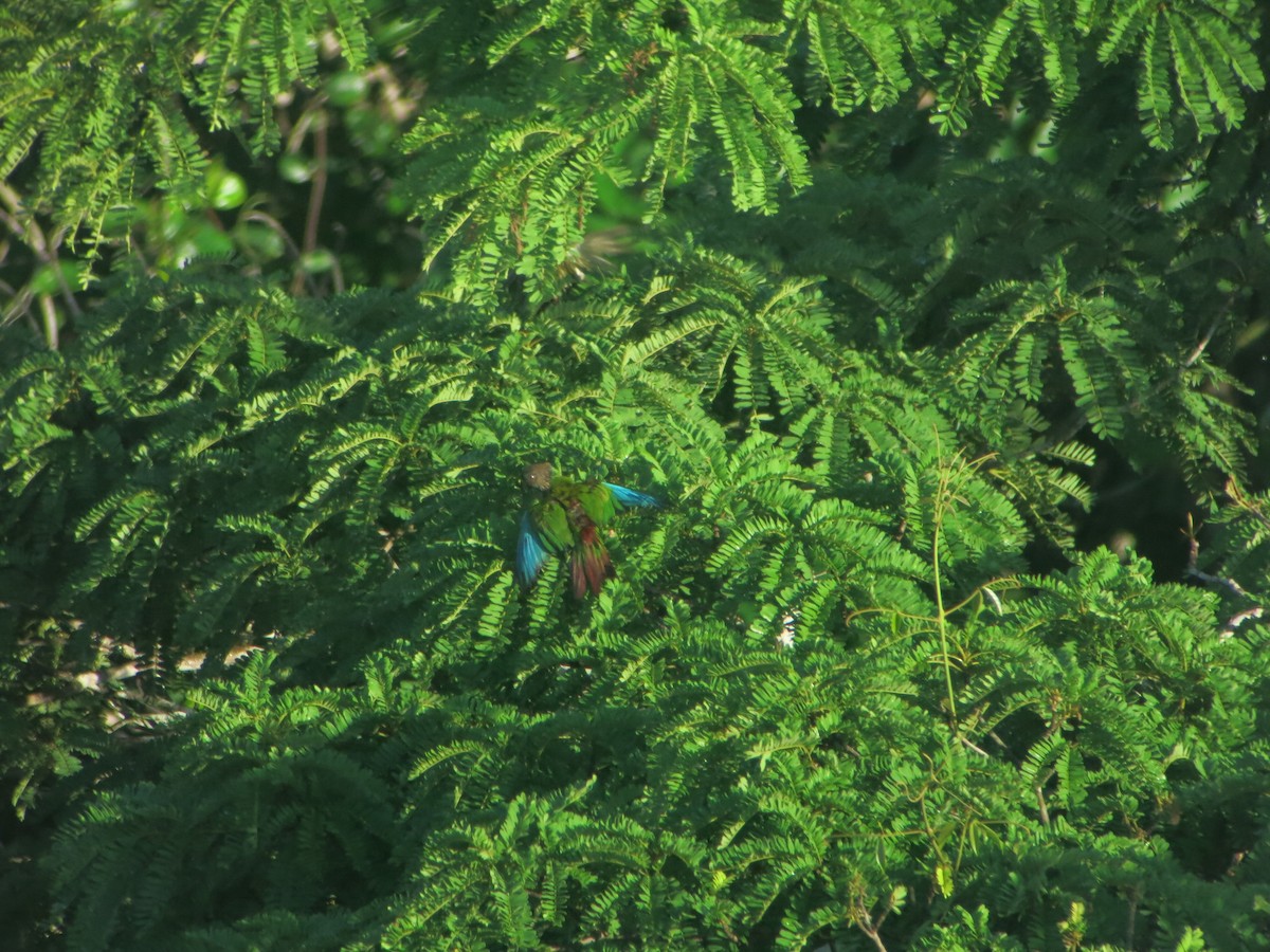 Santaremsittich (snethlageae) - ML640552479