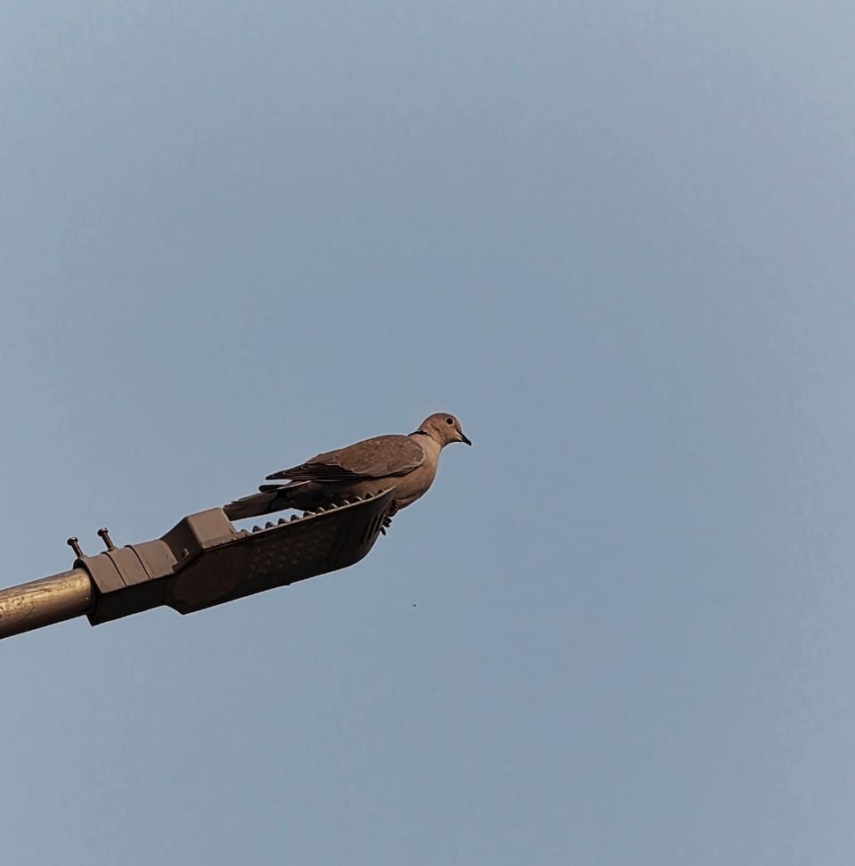 Eurasian Collared-Dove - ML640552490