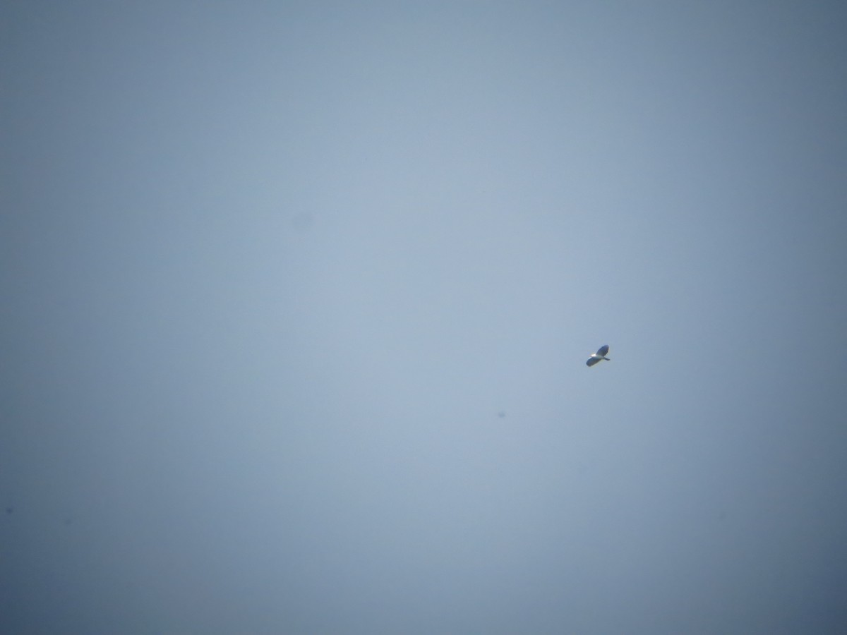 Black-and-white Hawk-Eagle - ML640552572