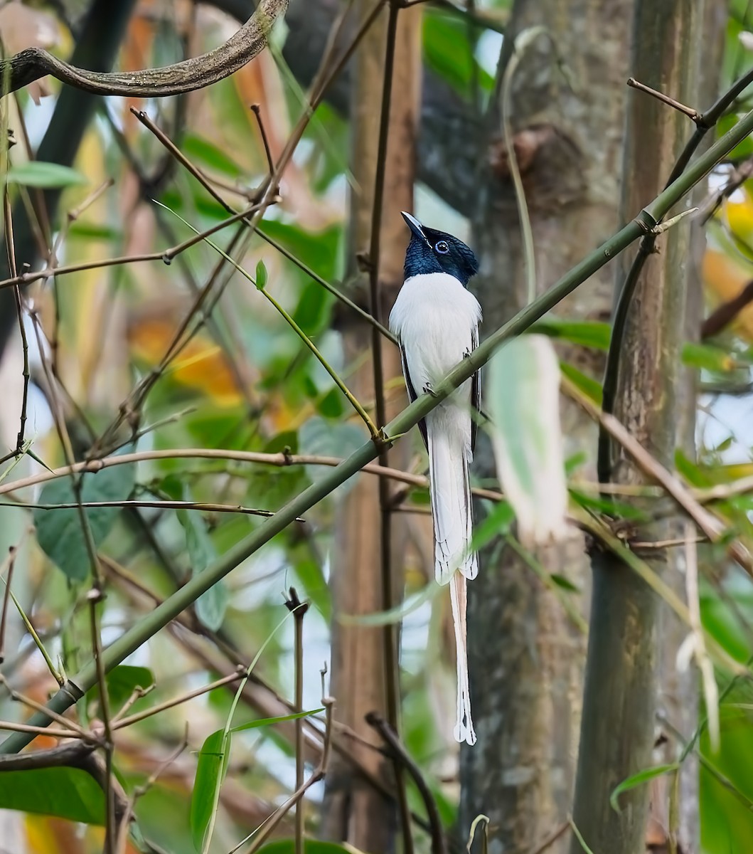Blyth's Paradise-Flycatcher - ML640552595