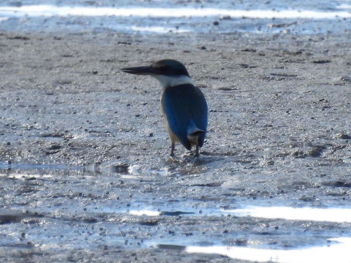 Священная альциона - ML640552607