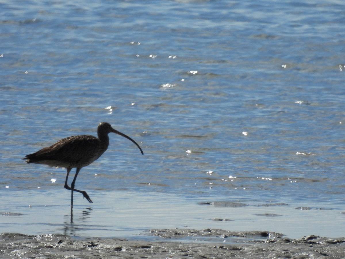 Дальневосточный кроншнеп - ML640552619