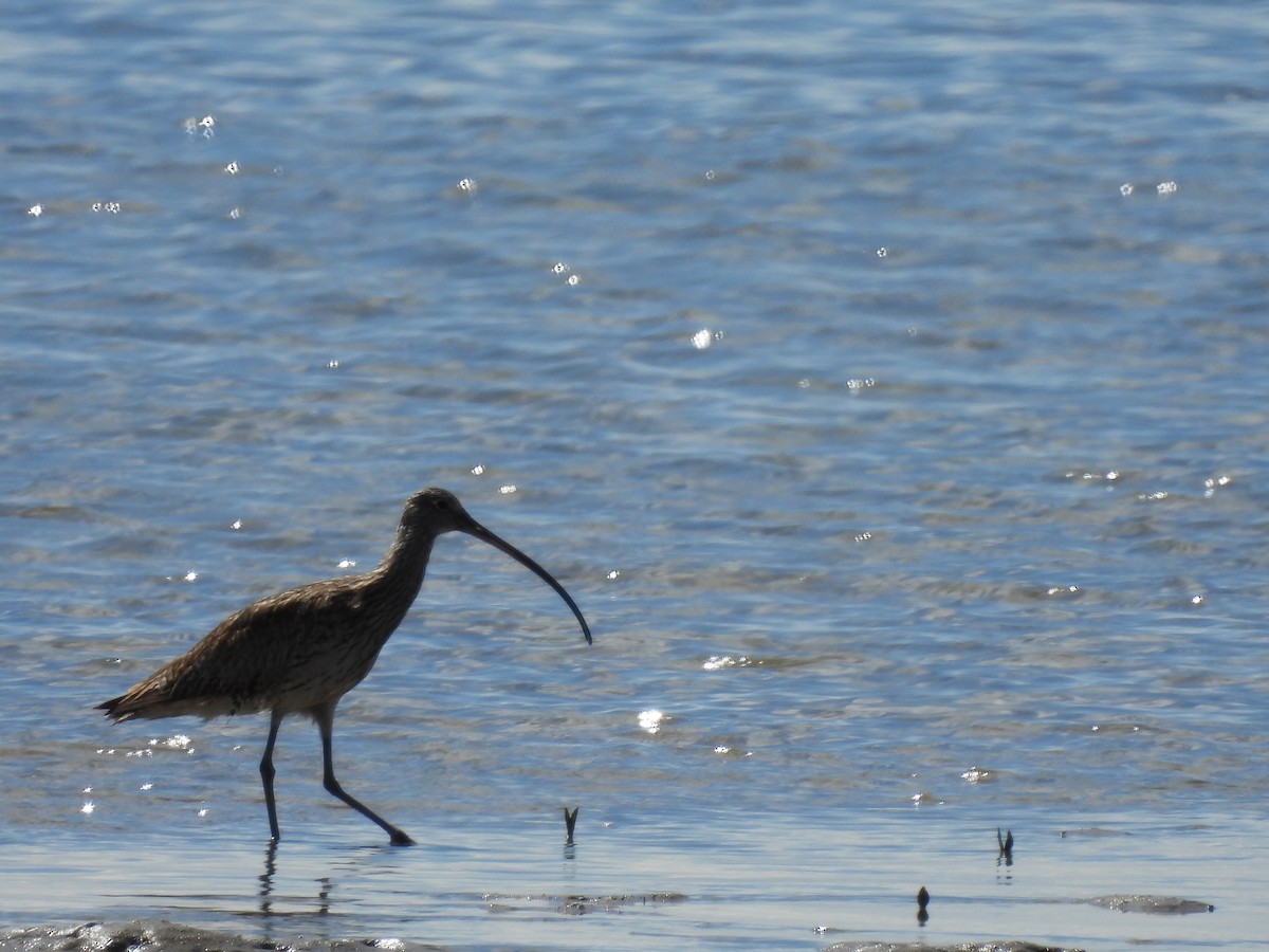 Дальневосточный кроншнеп - ML640552626
