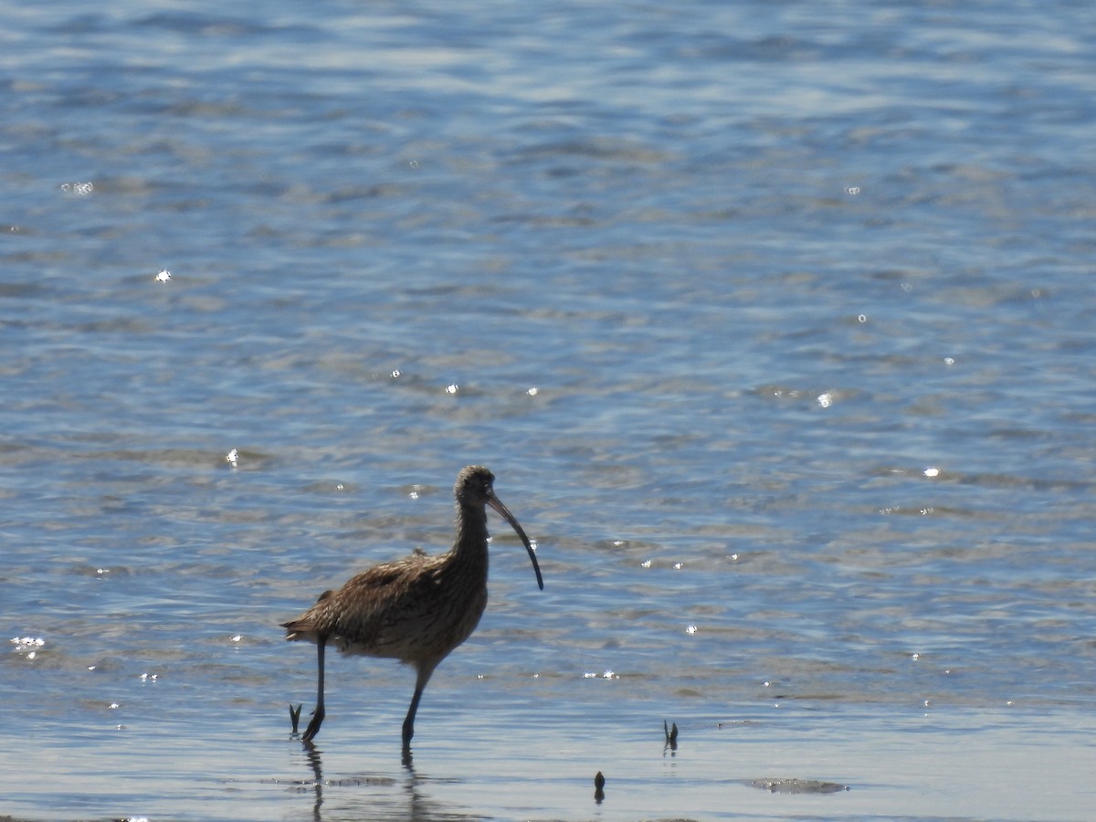 Дальневосточный кроншнеп - ML640552627
